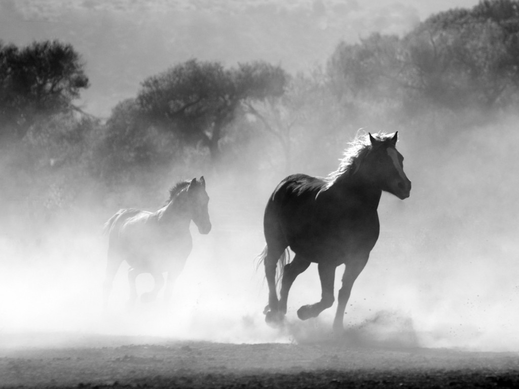 Horses