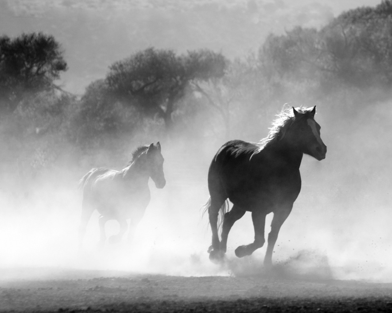 Horses