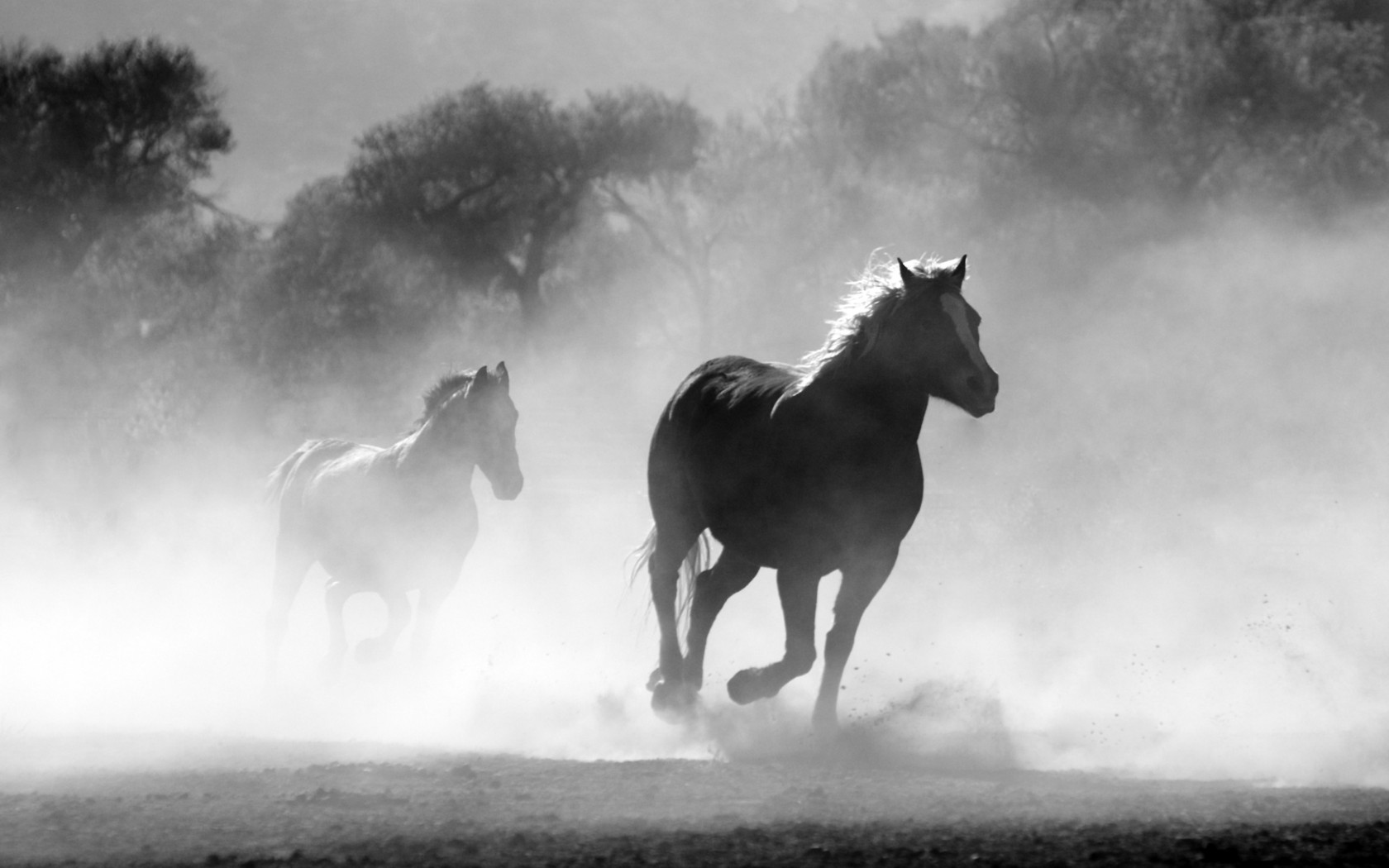 Horses