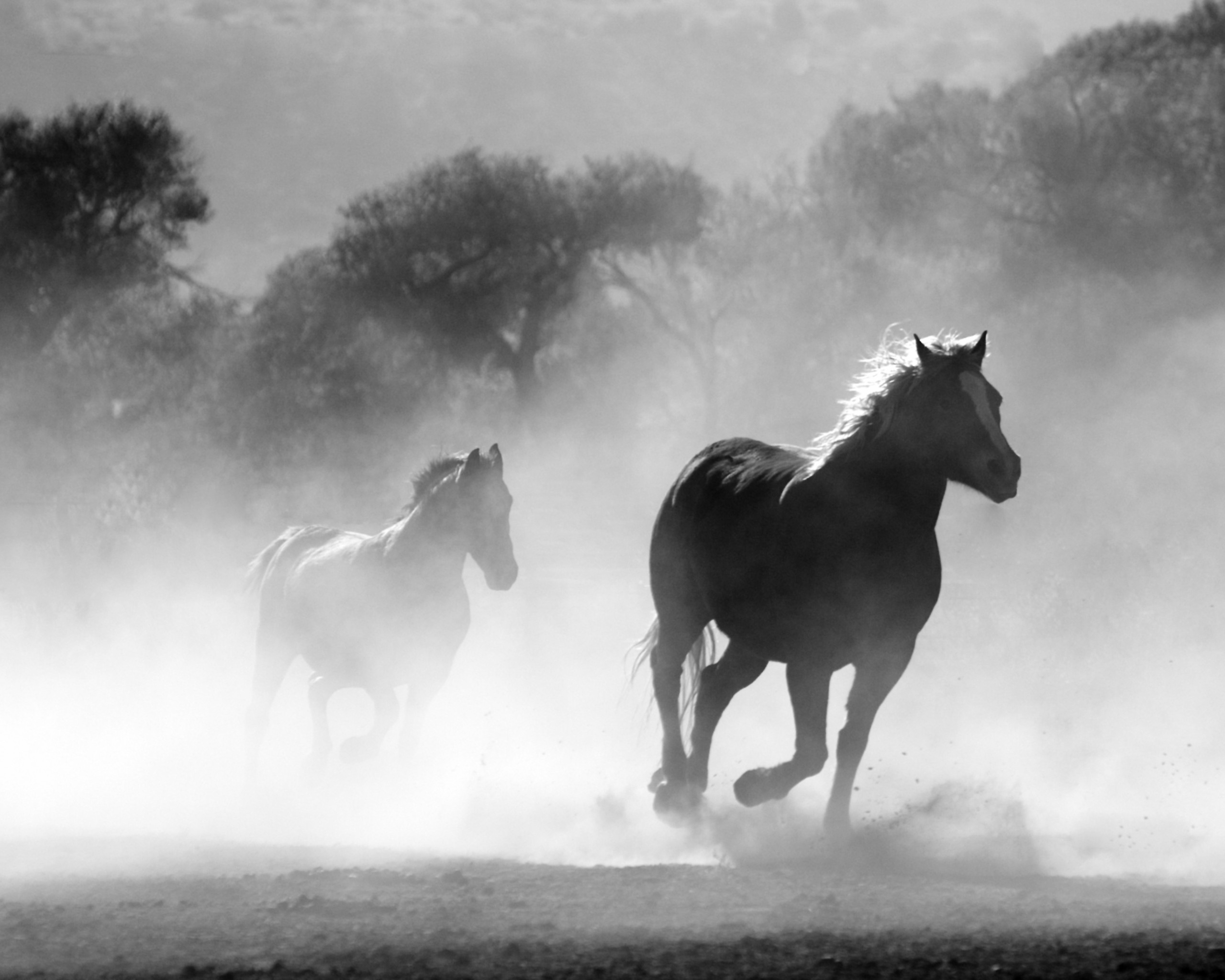 Horses