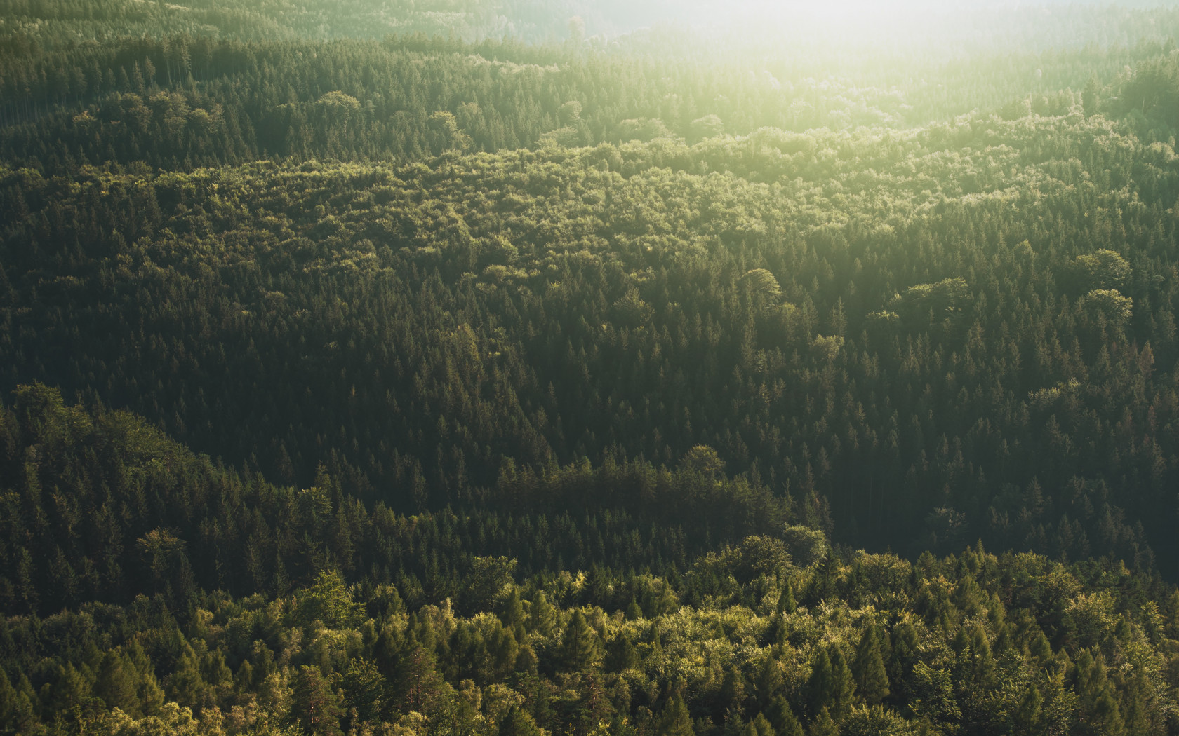 Forest