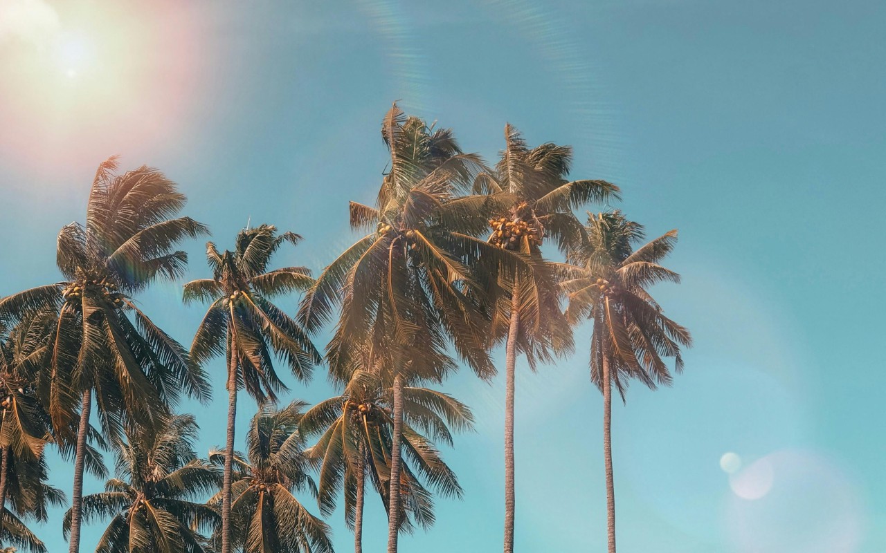 Palm Trees