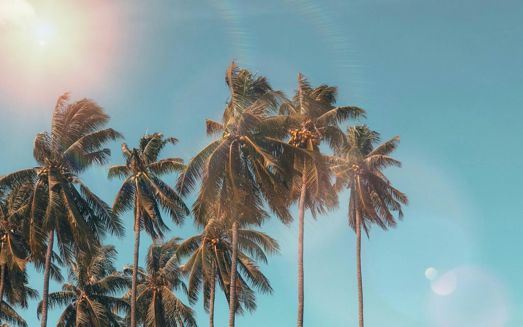 Palm Trees