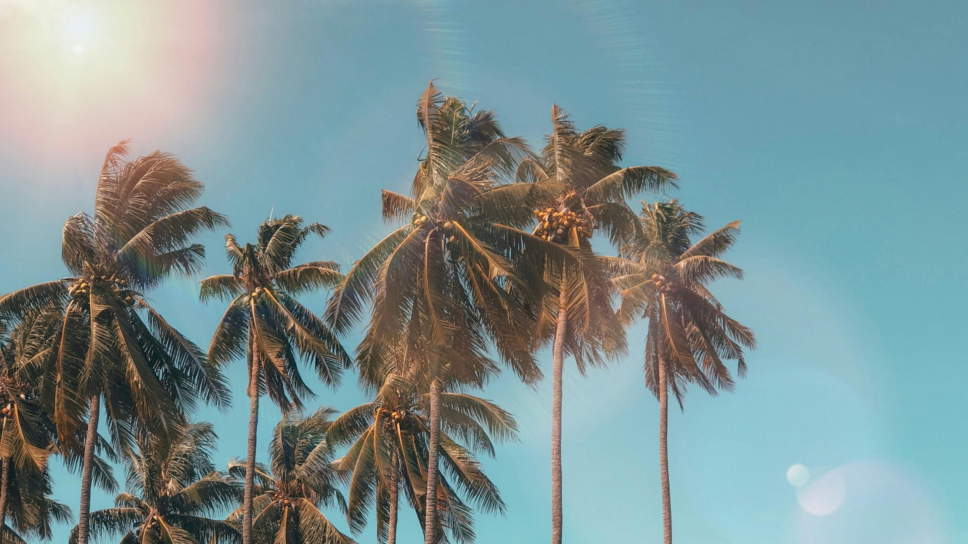 Palm Trees