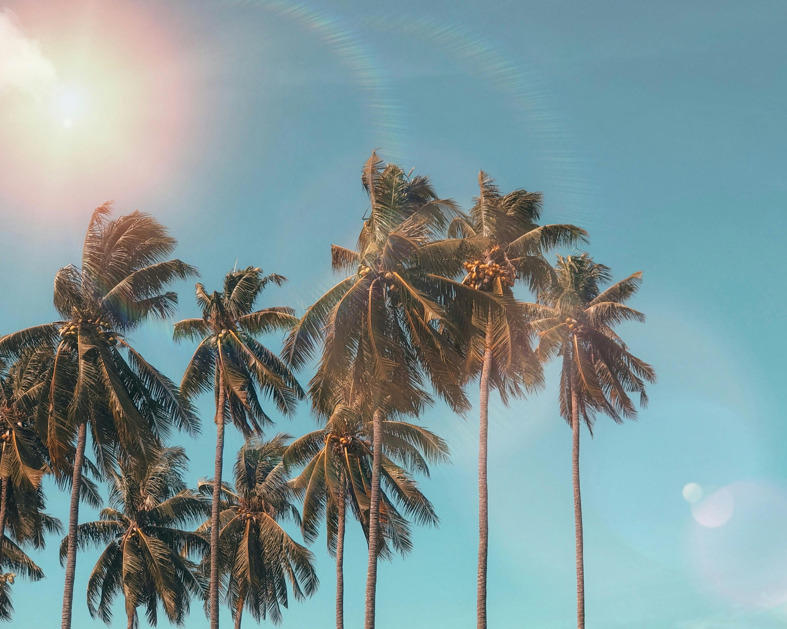 Palm Trees