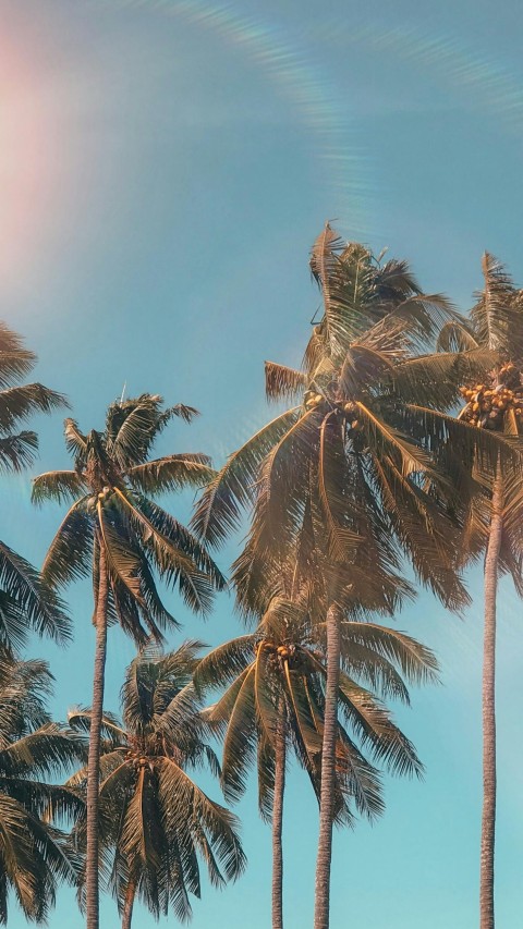 Palm Trees